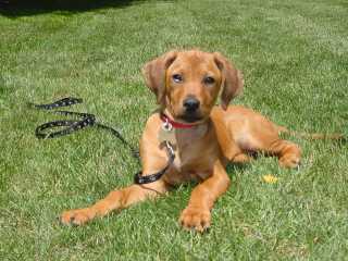 canadian ridgeback