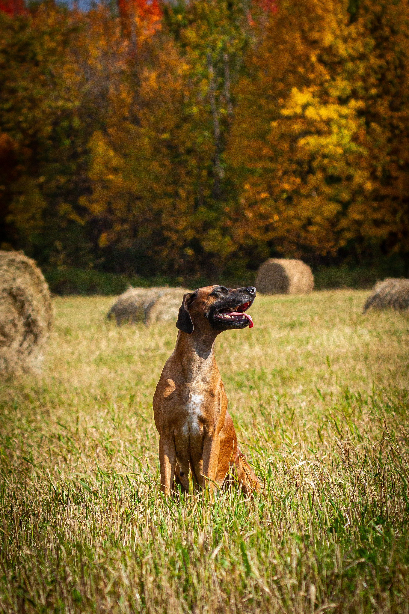 Fall IMG_0328