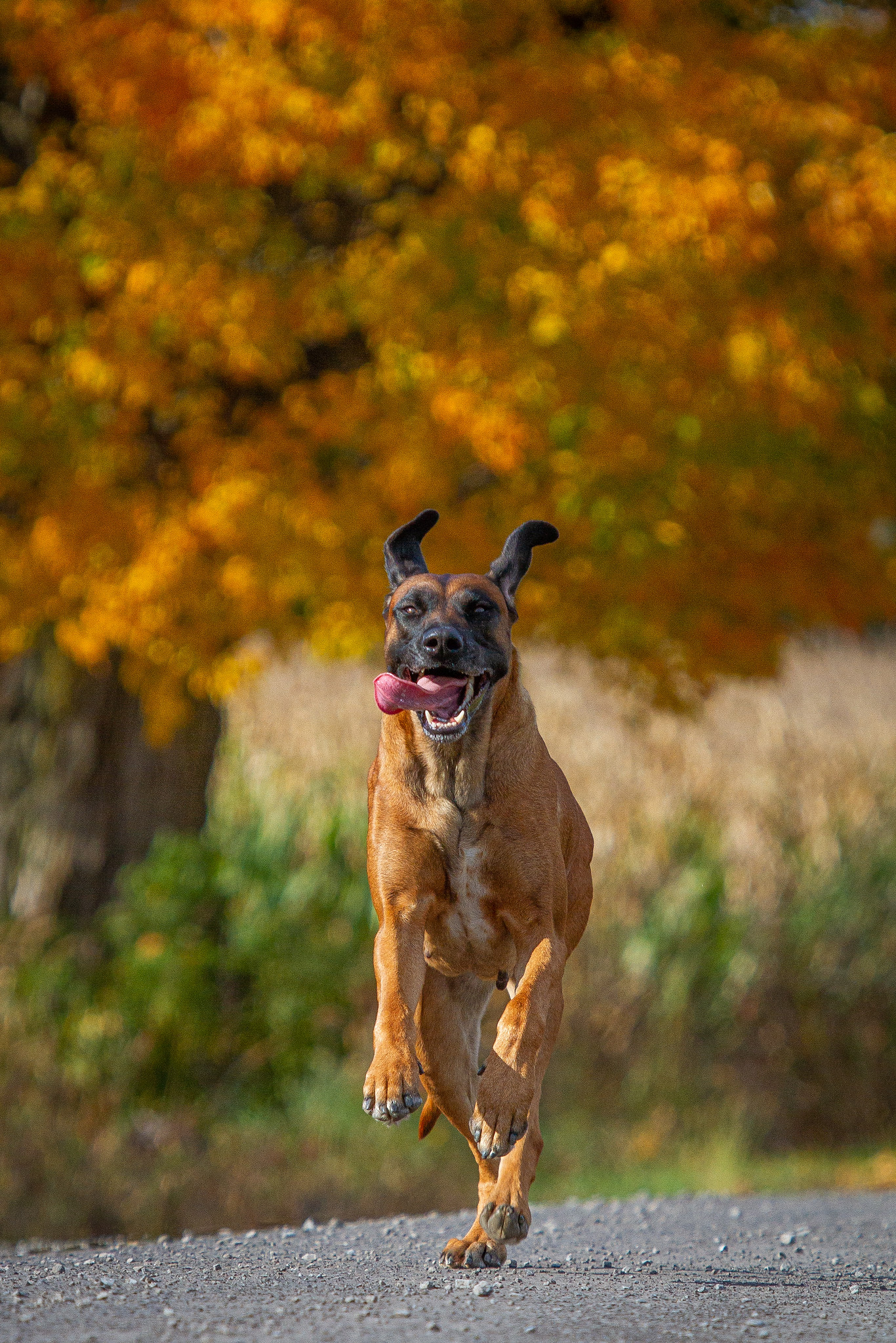 Fall IMG_0331
