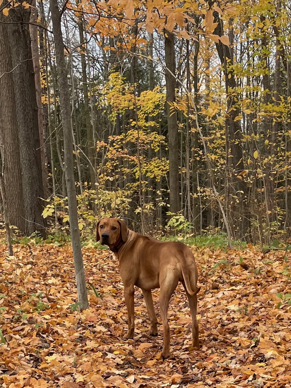 Fall IMG_2482